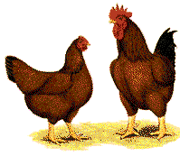 Red Broilers